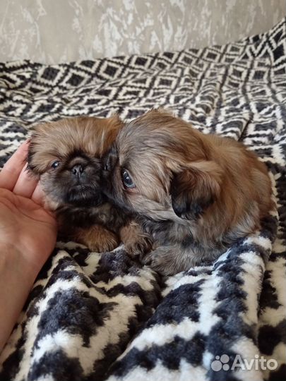 Щенки пекинеса