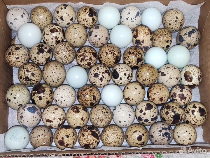 Перепëлки инкубационное яйцо цыплята будут курочки