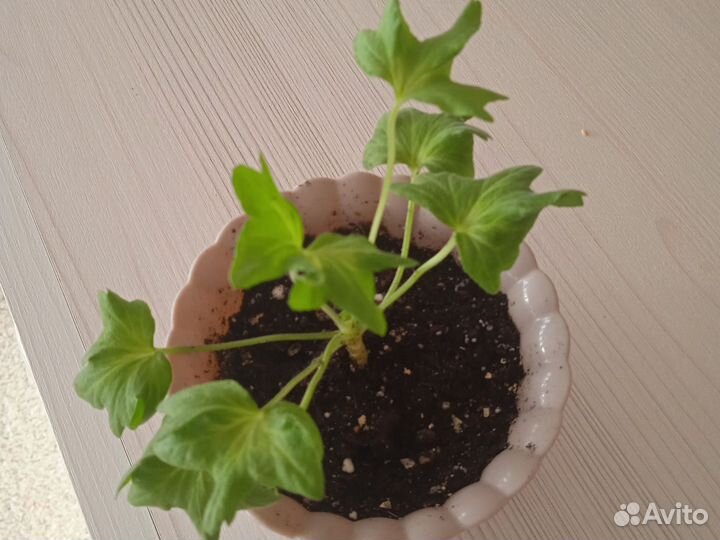 Пеларгония