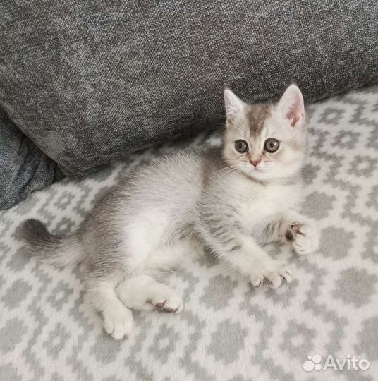 Шотландский котёнок