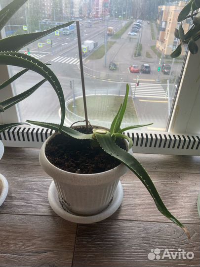 Комнатные цветы Алоэ