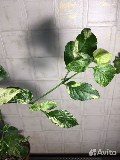 Белопероне вариегата