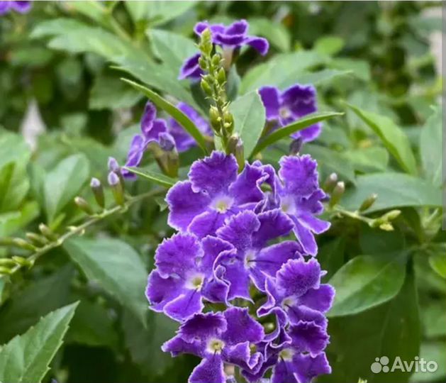 Клеродендрум угандийский, дуранта