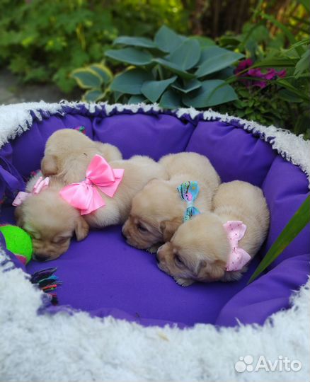 Щенки лабрадора РКФ