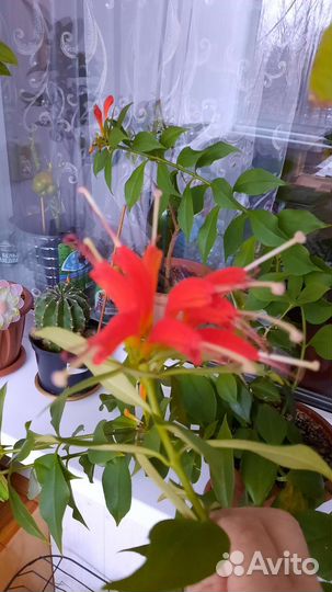 Эсхинантус