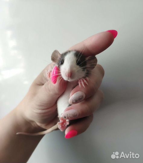 Крысята дамбо