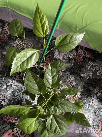 Гибискус китайская роза