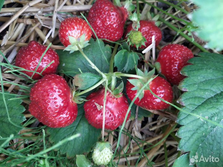 Клубника крупноплодная,ампельная, земляника кустов