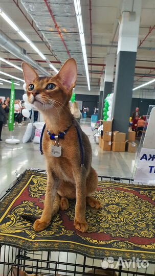 Ласковый котёнок