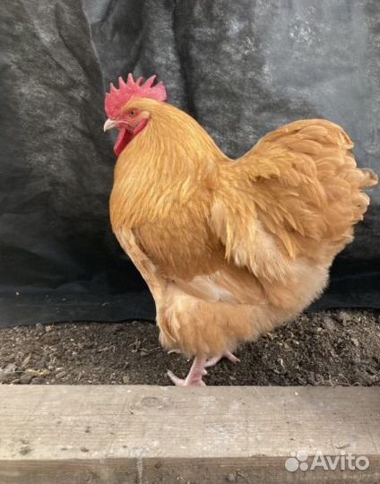 Продажа домашней птицы