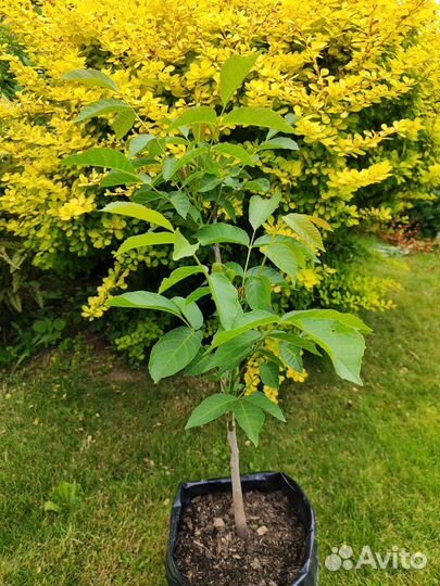 Саженцы грецкого ореха идеал