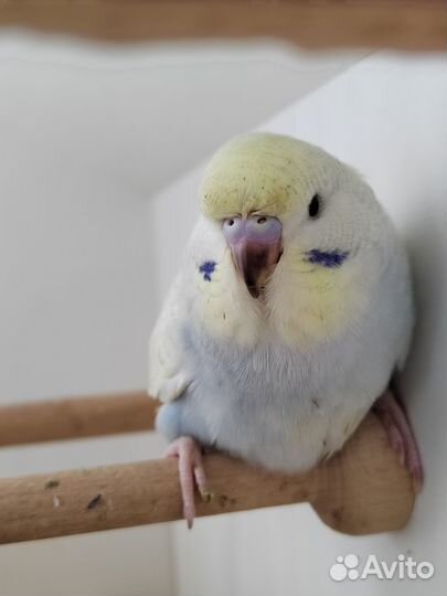 Птенцы волнистого попугая