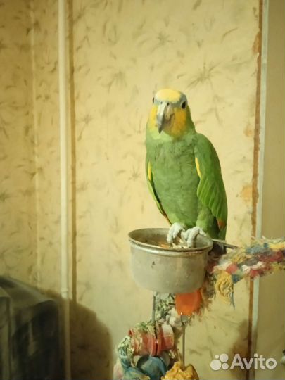 Попугай амазон венесуэльский