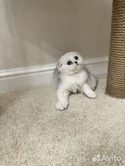 Вислоухая Сима