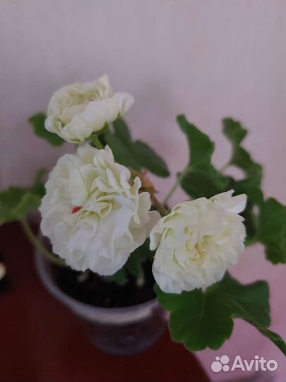 Пеларгонния сортовая та-Эммануэль,юв-Купидон и др