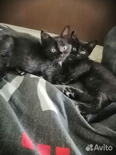 Котята отдам в добрые руки бесплатно
