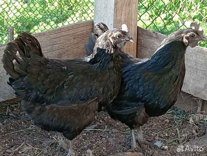 Инкубационное яйцо ухейилюй