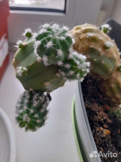 Кактус детки