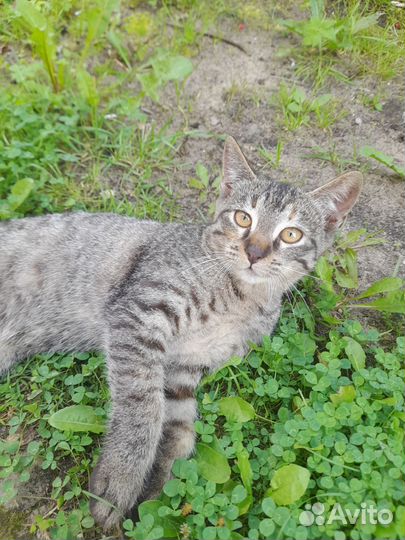 Котята