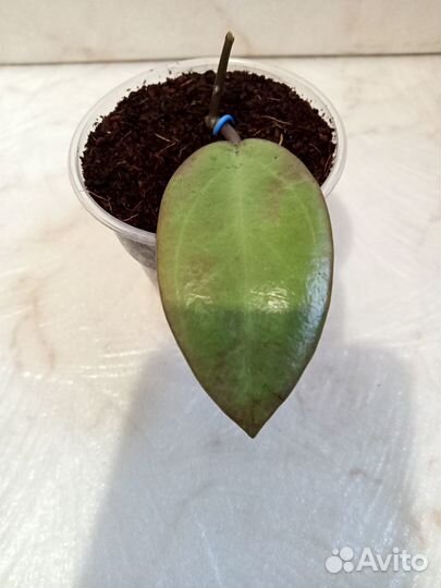 Хойя Silver Dollar