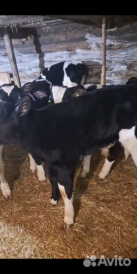 Бычки и телята