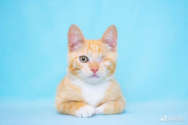 Особенный котенок Рыжик 4,5 мес. доброму сердцу