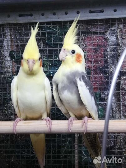 Попугайчики корелла, птенцы и клетка