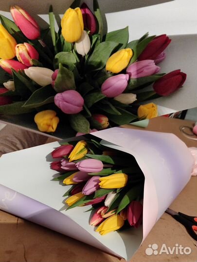 Луковицы тюльпана после выгонки упаковка