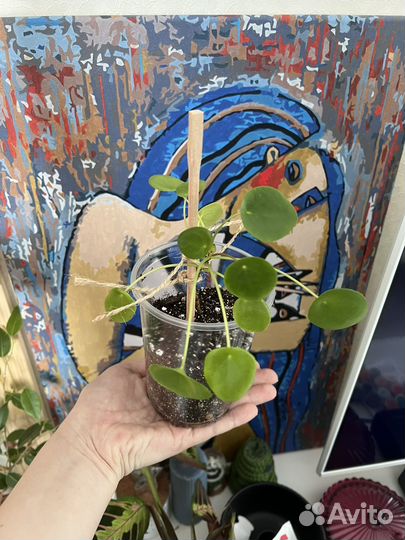 Пилея пеперомиевидная