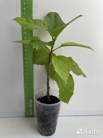 Гибискус Оранжевый