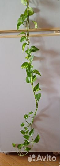 Лиана эпипремнум сциндапсус золотистый