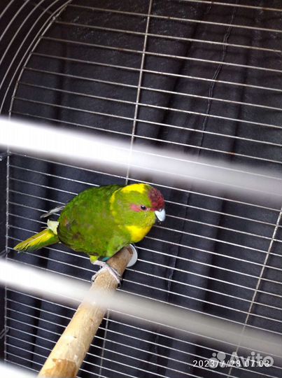 Попугай какарик