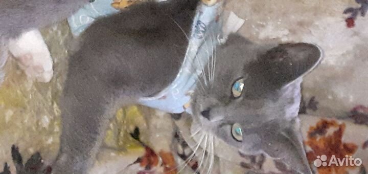 Кошки в добрые руки