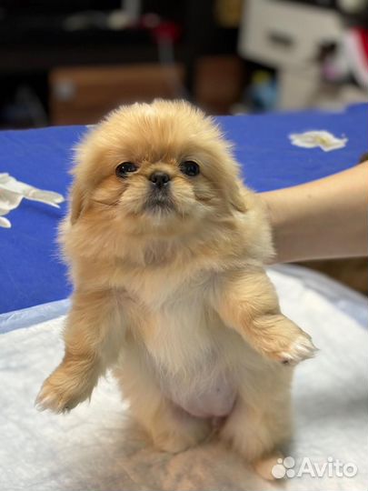 Щенки пекинеса