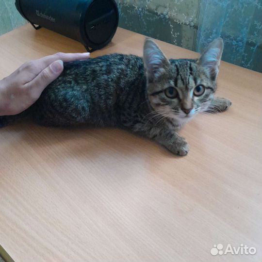 Кошка в дар бесплатно