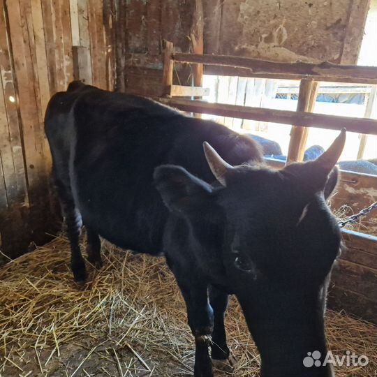 Овцы и телка