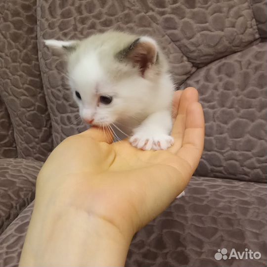 Котята мальчик и девочка