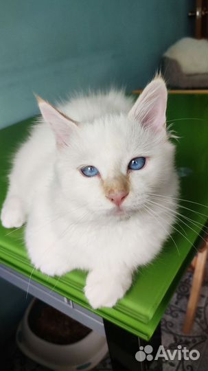 Котята священная бирма