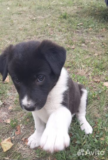 Щенки дворняжки