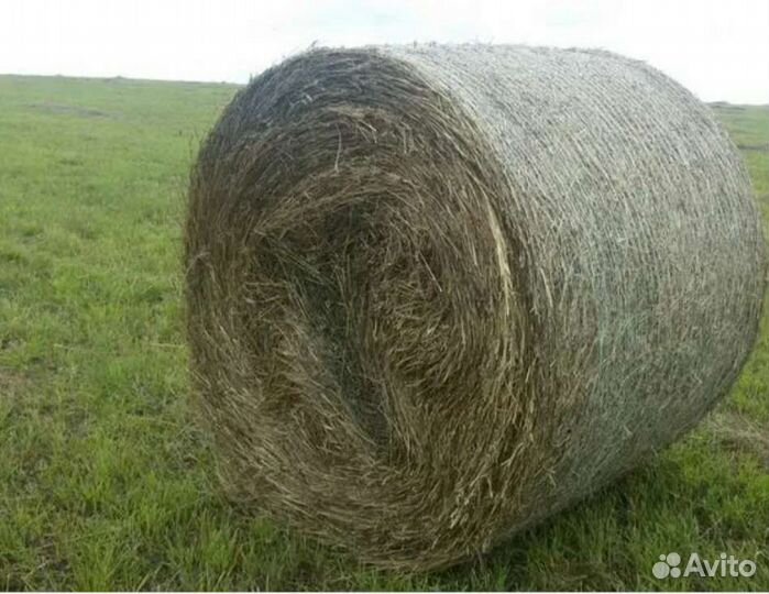 Продам сено в рулонах