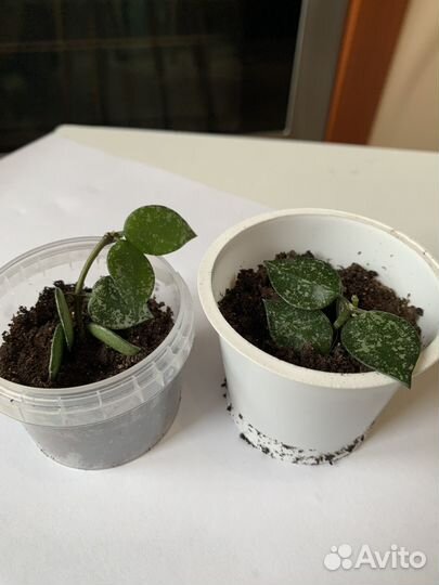 Хойя лакуноза сильвер эскимо