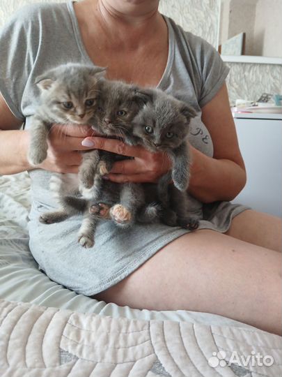 Шотландская вислоухая