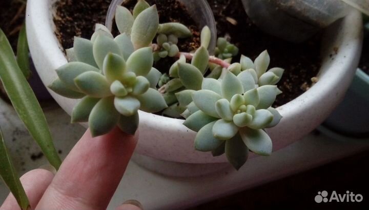 Цветы без забот. Суккуленты