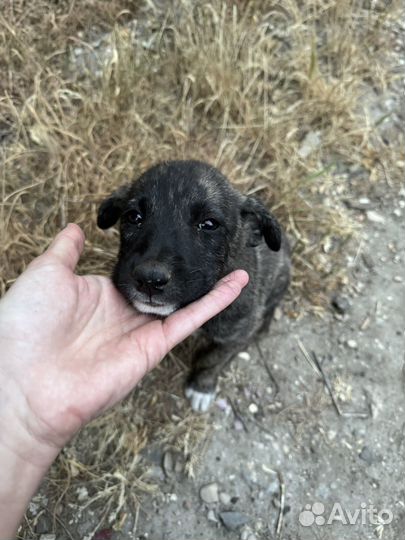 Щенок в добрые руки