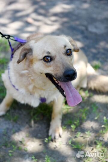 Снежке очень нужен дом