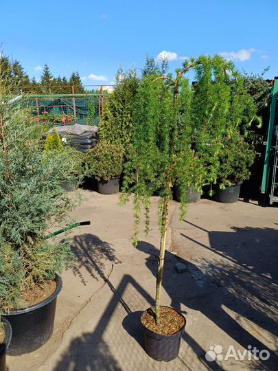 Лиственница японская