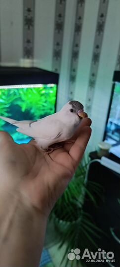 Птенец ввп 30 дней ручной