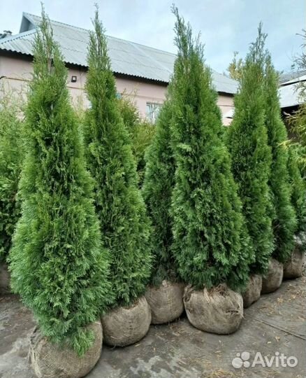 Туи с доставкой. Питомник