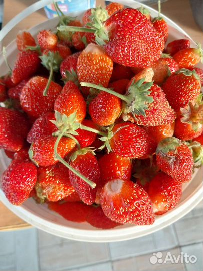 Клубника свежая домашняя