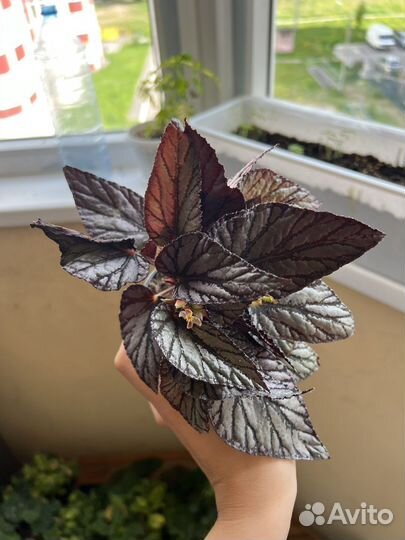 Комнатные растения разные (бегония,пилея и др)